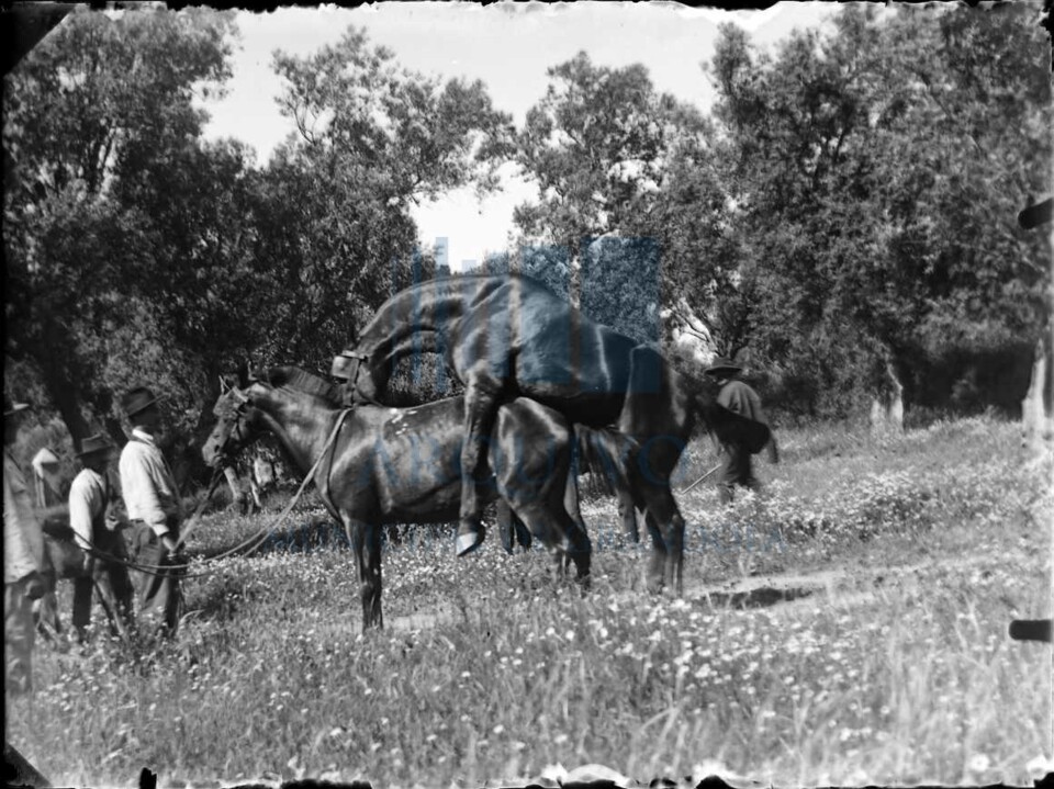 PT-AMGDL-MM-45-13_cavalo cobrindo égua 2.jpg