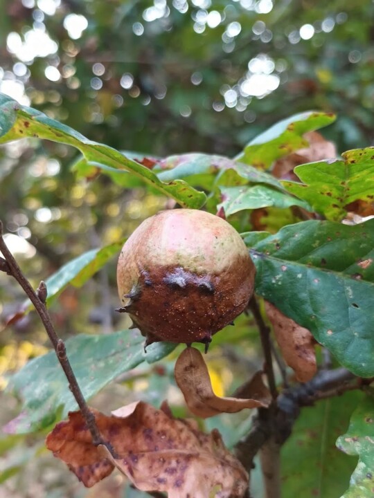 Não me canso disto outono1.jpg