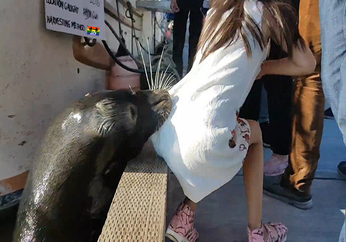 HD Leão-marinho arrasta menina para o rio.jpg