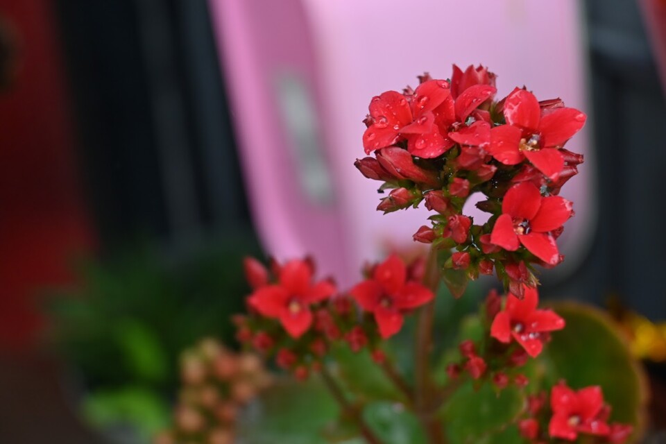 Não me canso disto flores1.JPG