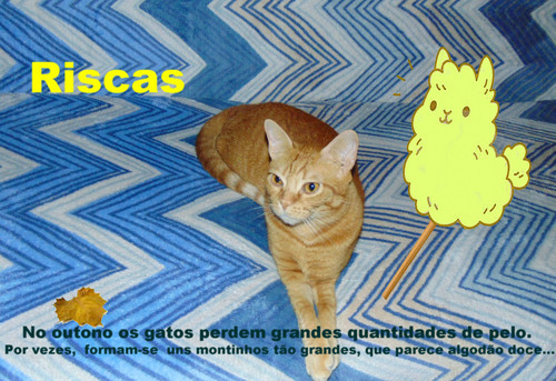 riscasgato4.jpg