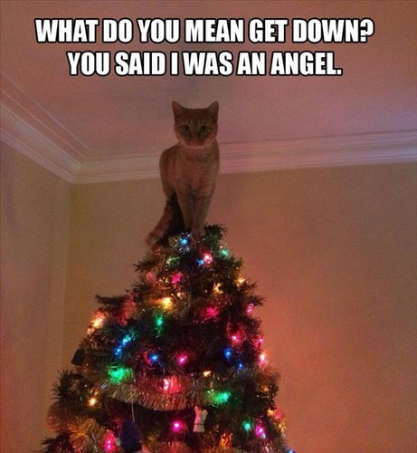 Gato_5.jpg
