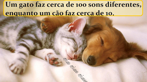 gato100cao10.jpg