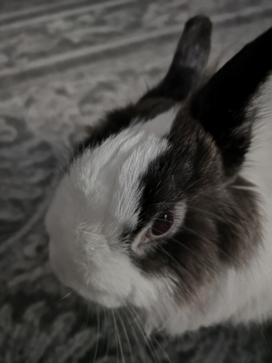 Deixa a vida fluir_fluffy.jpg Deixa a vida fluir_fluffy.jpg