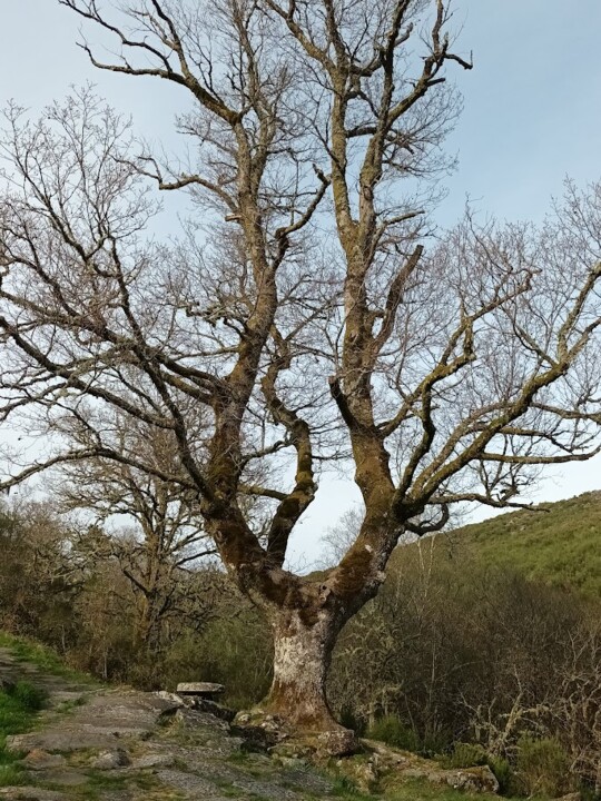 Não me canso disto_Pitoes9a.jpg