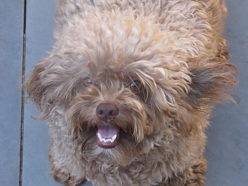 adopção-animal-cão-2143.jpg