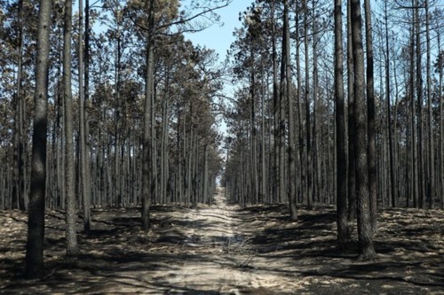 Pinhal de leiria.jpg Pinhal de leiria.jpg