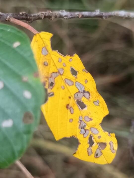 Não me canso disto outono 5.jpg