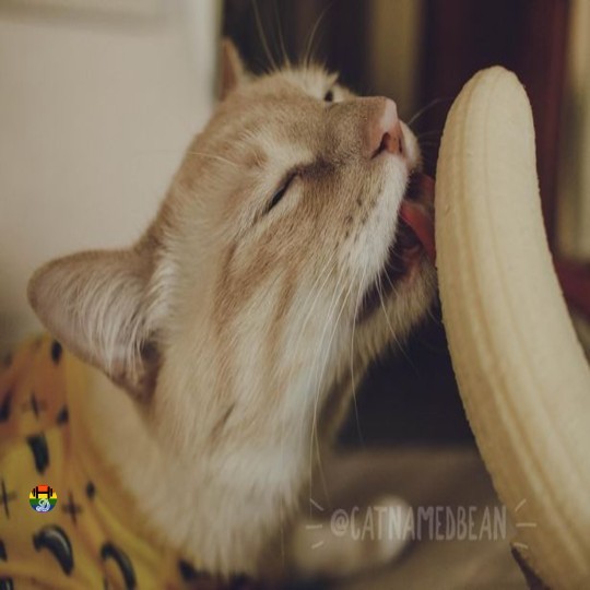 Gato gosta de bananas_SAPO.jpg