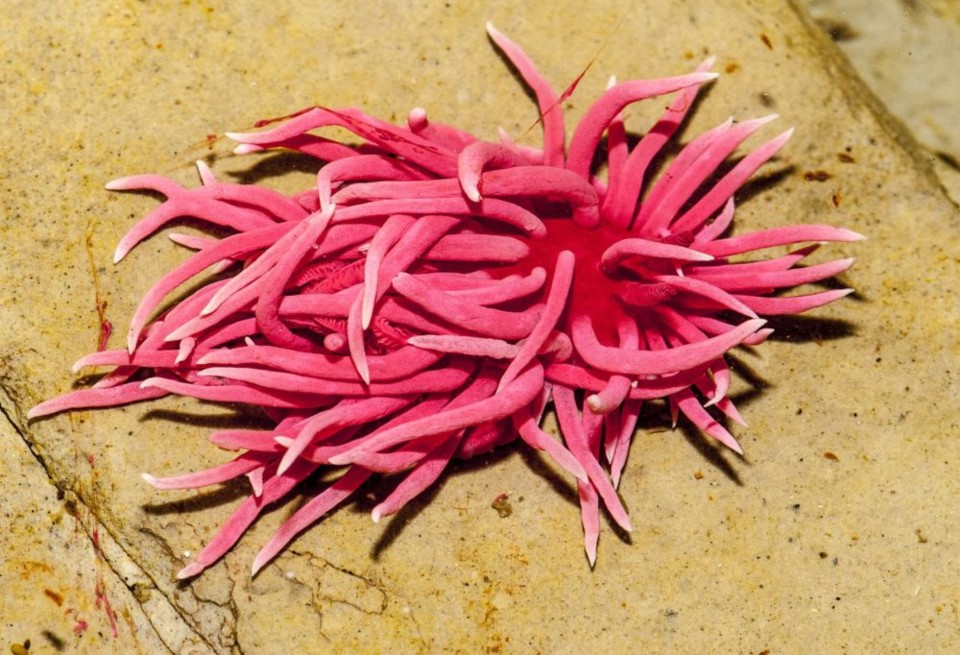 Hopkins-Rose-Nudibranch-scaled.jpg