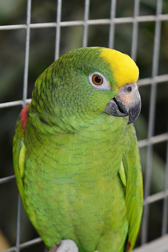 parrot-417967_960_720_2.jpg