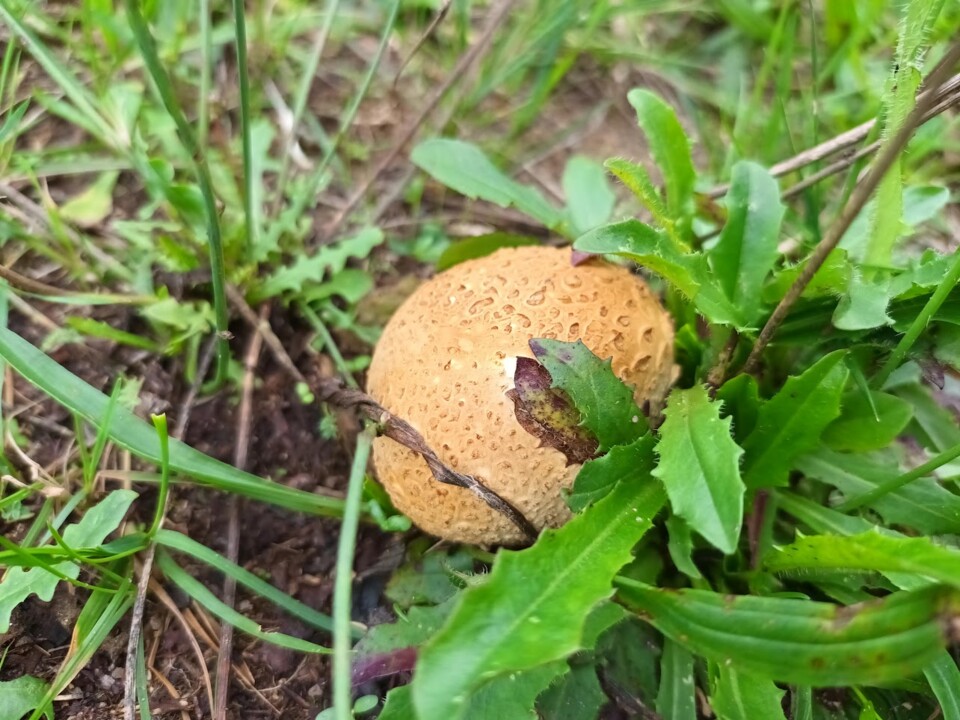 Não me canso disto mini_outono3.jpg