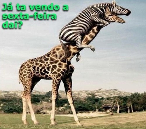 Quinta.jpg