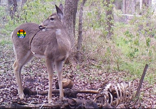 HD Bambi chafurda em carne humana.jpg