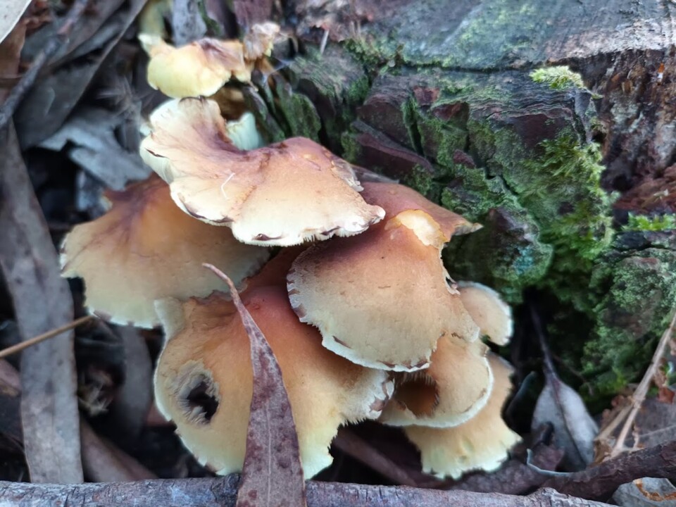 Não me canso disto cogumelos6.jpg