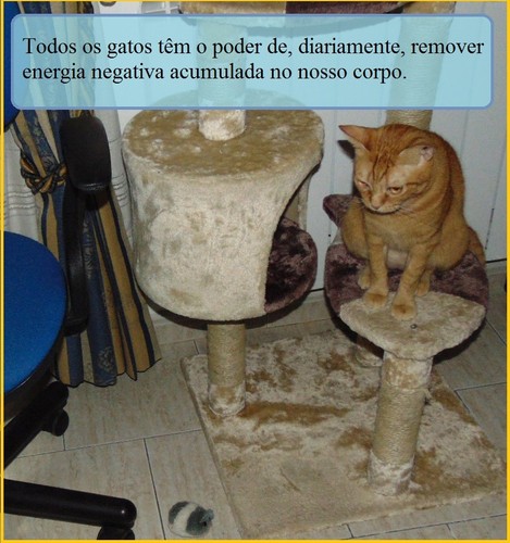 gatopoderoso.JPG
