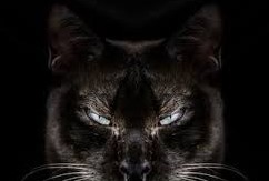 gato 3.jpg
