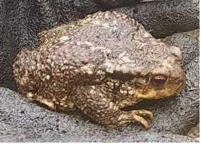 Sapo.jpg