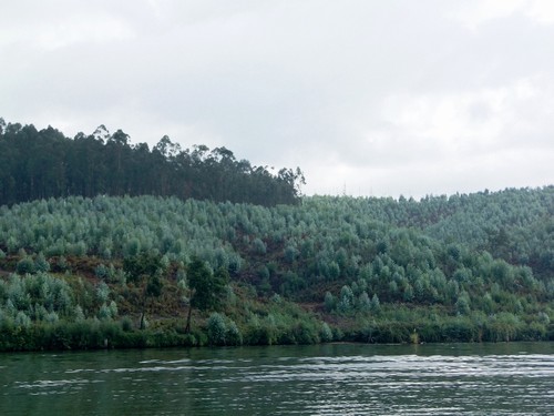 Douro 2.JPG