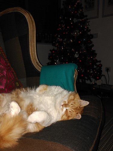 gato-natal3.jpg