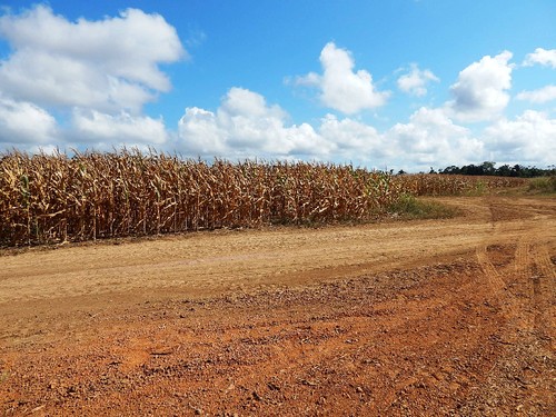 Plantio_de_OGM_na_Amazônia