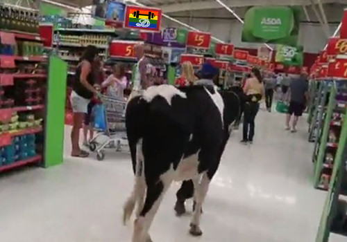 HD Vacas pastam em shopping.jpg HD Vacas pastam em shopping.jpg