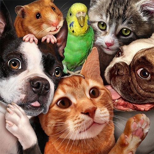 HINO DE AMOR AOS ANIMAIS.jpg