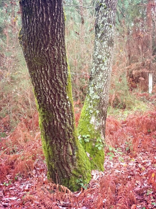 Não me canso disto outono2.jpg