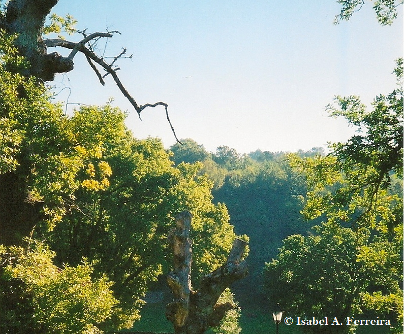 Bosque.png Bosque.png