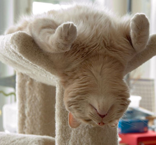 gato dorme.jpg