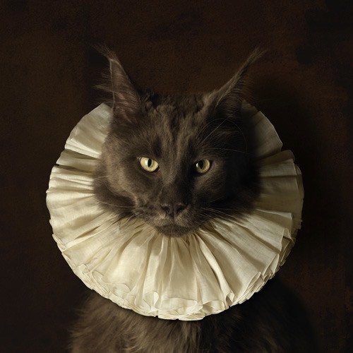 marie_cecile_thijs_-_cat-2.jpeg
