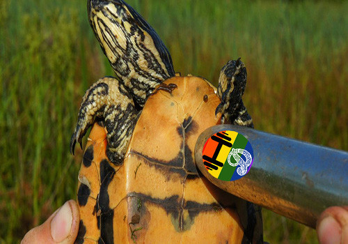HD Tartarugas estimuladas por vibradores.jpg
