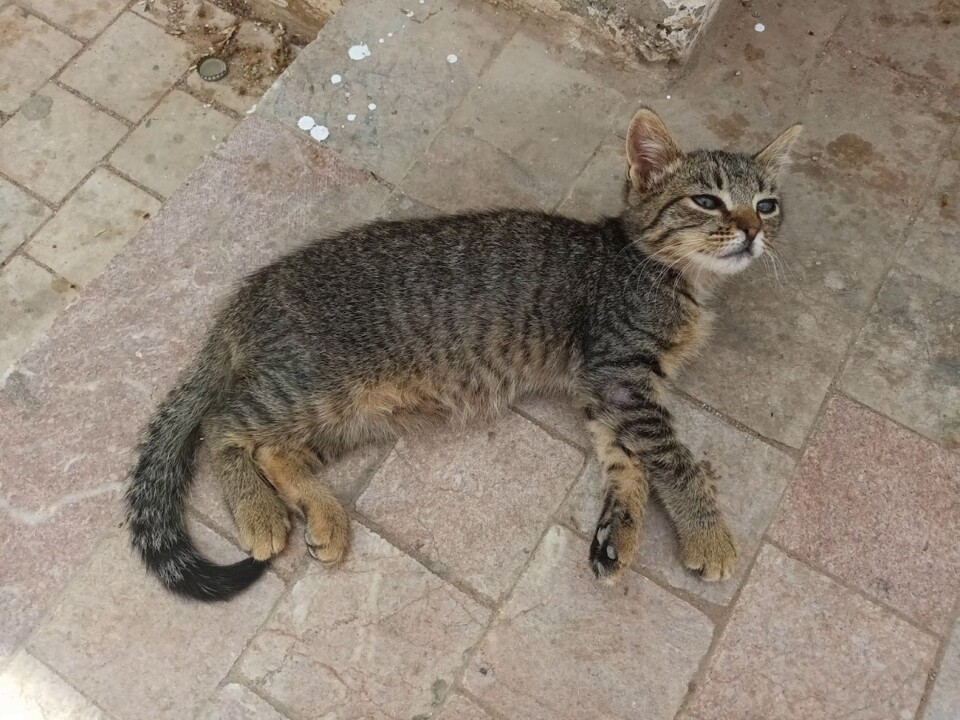 Não me canso disto gato.JPG