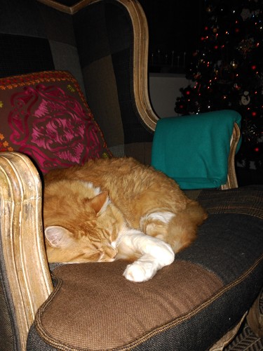 Gato-natal.jpg
