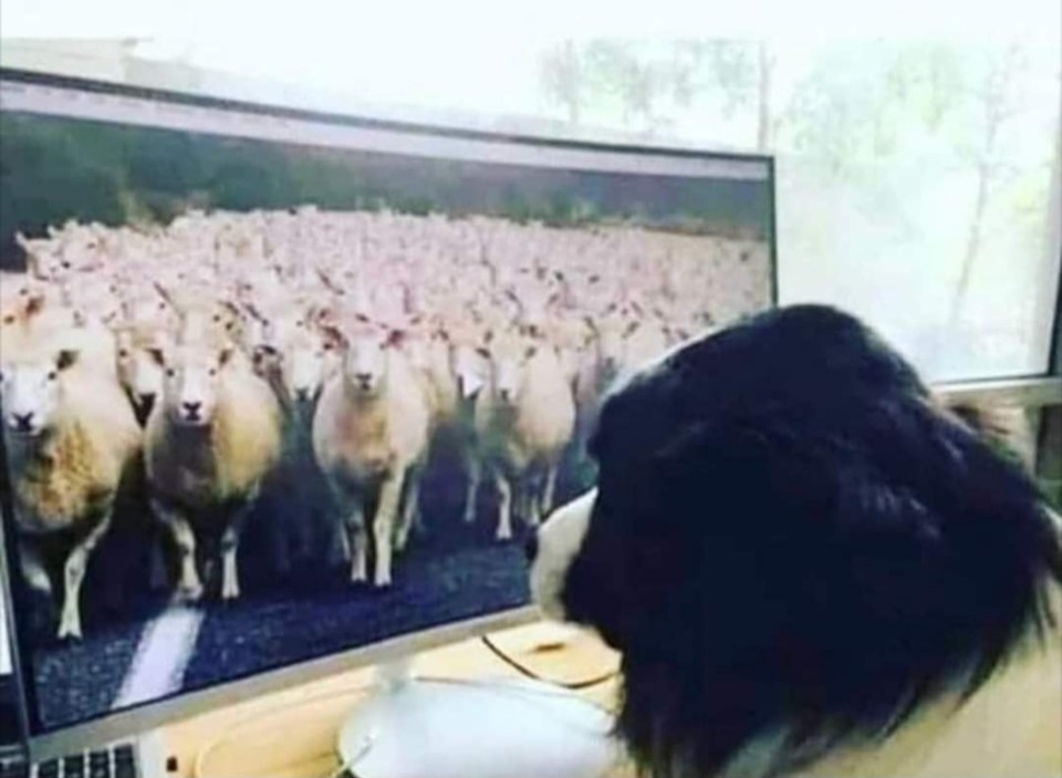 Cao pastor em teletrabalho Clearance