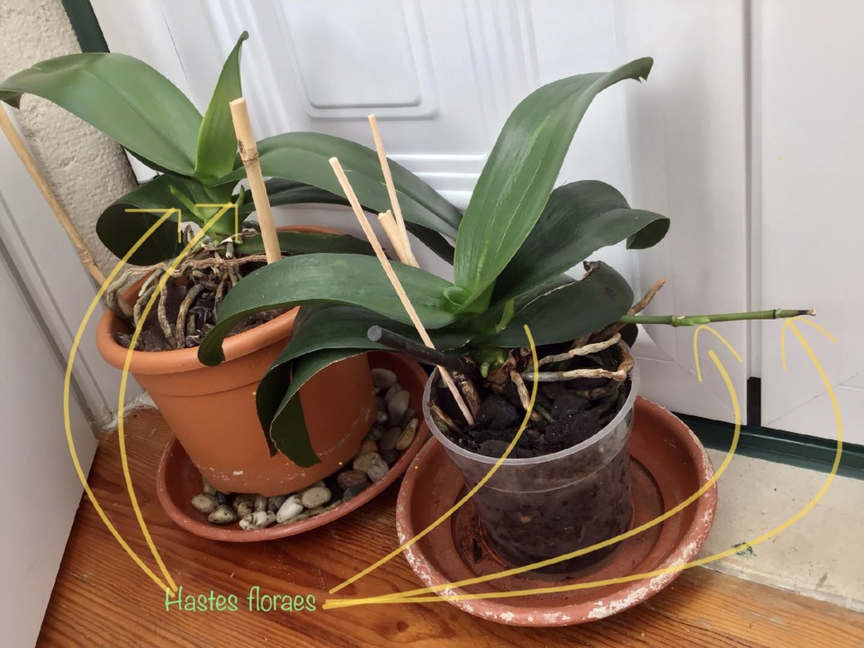 Phalaenopsis amabilis, Lisboa — © 2020