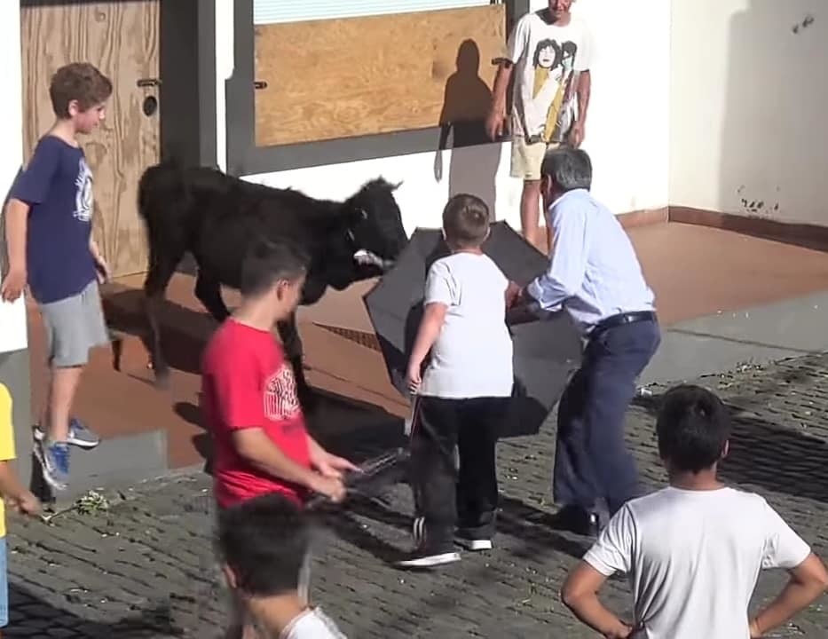 Bezerrada nos Açores.jpg Bezerrada nos Açores.jpg