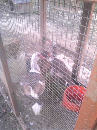 patos mudos castanhos