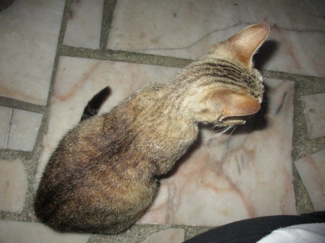 IMG_9700 - Cópia.JPG