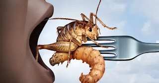 insectos.jpg