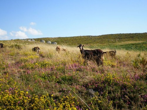 cabras aboim fafe cabras aboim fafe