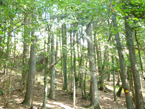 Floresta-limpa