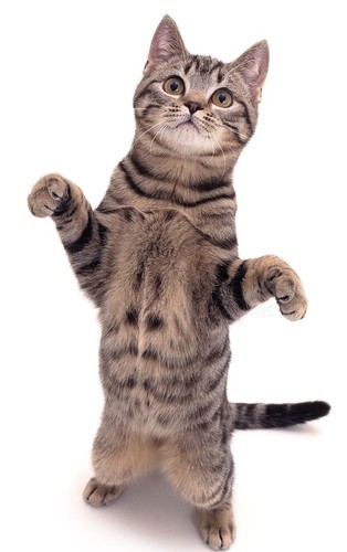 02103-Standing-cat-white-background.jpg