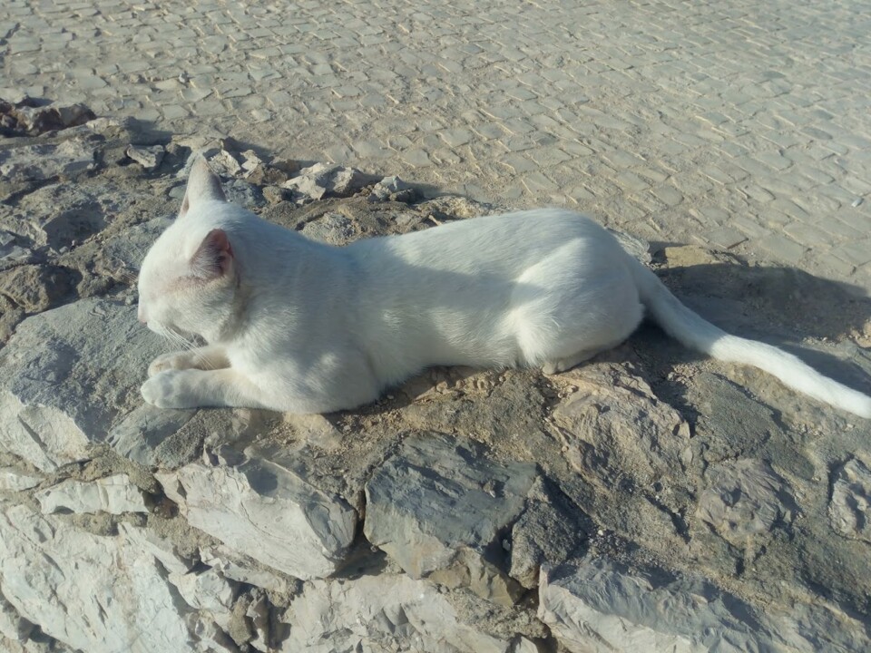 Não me canso disto_gato3.jpg