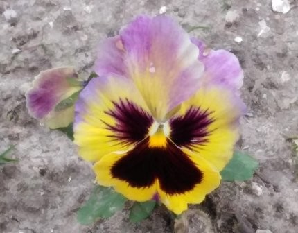 157060829_3691293227652622_8404555615752858997_o.j