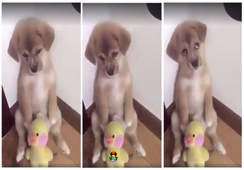 HD Cachorrinho triste.jpg HD Cachorrinho triste.jpg