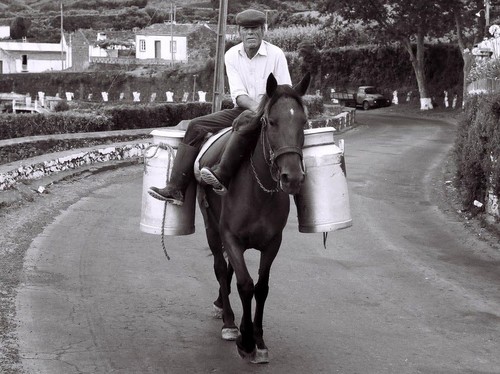 Transporte de leite, S Miguel, Açores.jpg