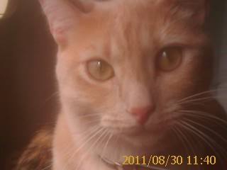 Gato com muita personalidade