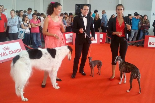 ECI Aveiro 2016 Galgos b.jpg ECI Aveiro 2016 Galgos b.jpg