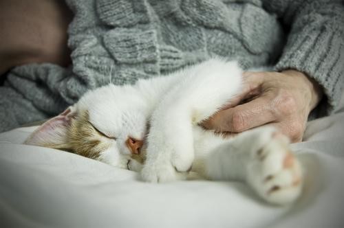 dormir com gato dormir com gato